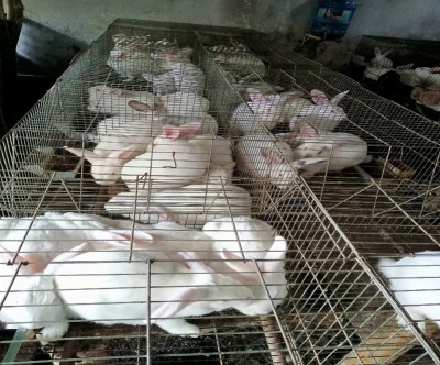 Thực hành tại cơ sở – bước quan trọng nâng cao kỹ năng nghề cho sinh viên ngành, nghề chăn nuôi